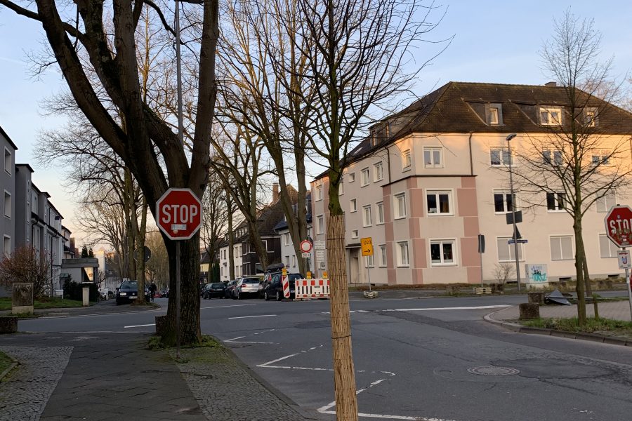 Neue Bäume im Ehrenfeld: Friederikastraße