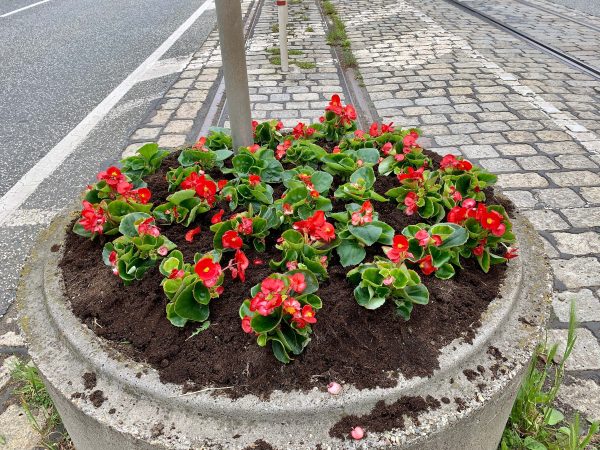 Übergang an der Hattinger Straße (Blumenkübel mit Bepflanzung)