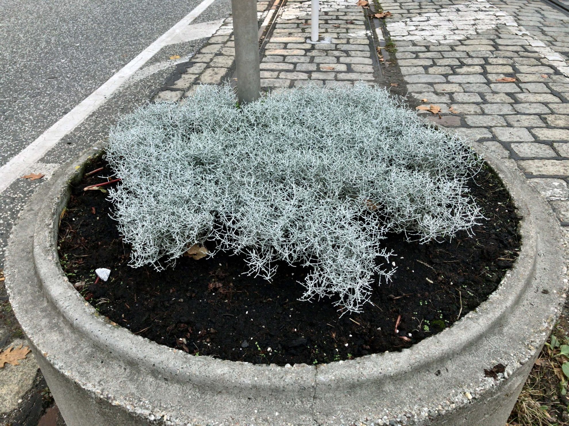 Übergang an der Hattinger Straße (Blumenkübel mit Winterbepflanzung)